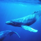 De bijzondere eigenschappen van walvissen